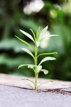 Thin long plant grows on concrete close up