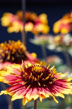 Bright red flower of gaillardia close up in flowerbed