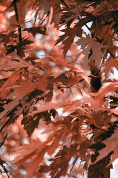Red autumn maple leaves on branches close up, background