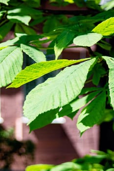 Green bright chestnut leaves close up, macro photo