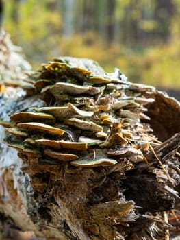 Tree mushrooms growing on fallen tree trunk. parasitic fungus on the tree