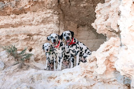 Portrait of three beautiful young Dalmatian dogs sitting in a cave .Selective focus.