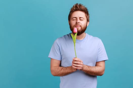 Portrait of romantic handsome young adult bearded man standing, holding rose tulip flower, smelling and enjoying with closed eyes. Indoor studio shot isolated on blue background.