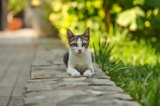 Small gray stray cat resting on pavement curb, green park behind.