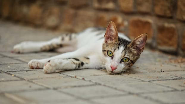 Stray cat lying on the ground, head slightly up, curious looking into camera, mesmerising eyes.