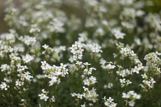 Shallow depth of photo, only few blossoms in focus, small white flowers bed, abstract spring background.