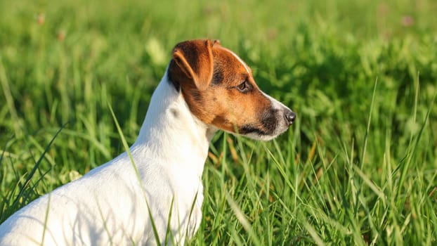 Small Jack Russell terrier sitting calm in the grass looking to side, sun shining on her head.
