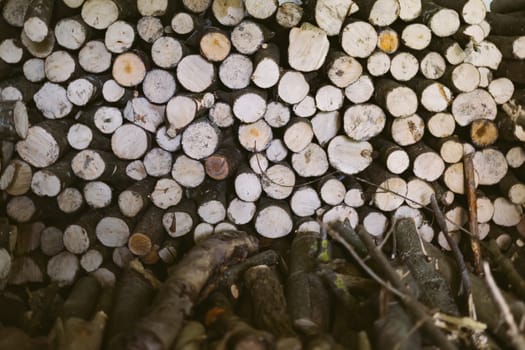 The nature background forest log bath. Pattern of wood