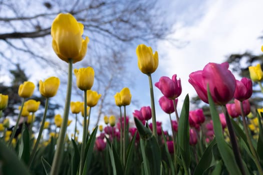 Tulips in a flower bed, yellow and pink flowers against the sky and trees, spring flowers