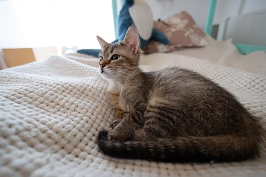 The relaxed domestic cat at home, indoor.