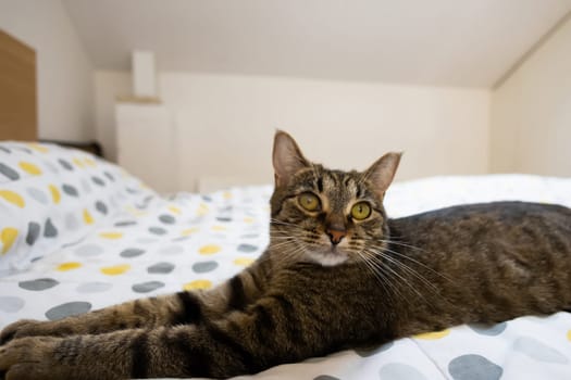 The relaxed domestic cat at home, indoor.