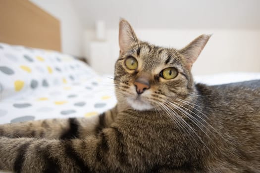 The relaxed domestic cat at home, indoor.