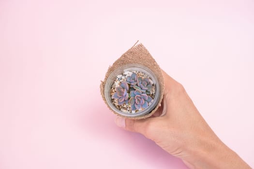 A woman's hand holds an echeveria Debbie succulent in a pot, wrapped in burlap on a pink pastel background.