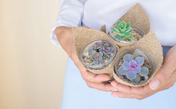 A woman in a white blouse holds three small pots of beautiful succulents in her hands