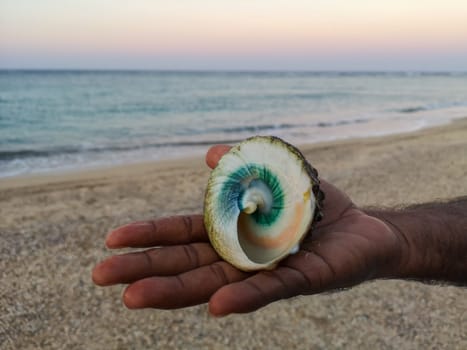 shell of a clam in the hand of an african against the background of the sea. High quality photo