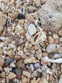 Sea shore sand,shells,corrals,stones,rocks background texture on the beach. High quality photo