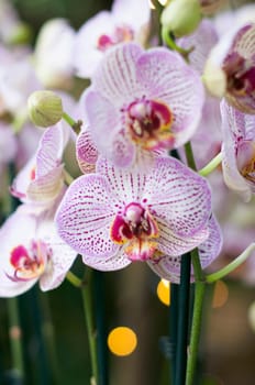 beautiful purple Phalaenopsis Blume orchid flowers , on a garden background, High quality photo