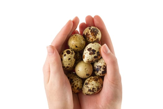 Pile of quail eggs in hand isolated on white background. eco healthy food concept