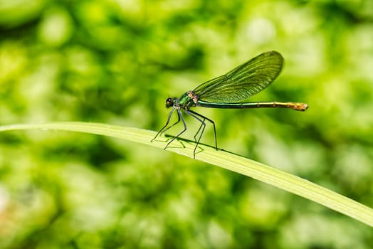 green dragonfly close up. Macro shots nature scene dragonfly. green dragonfly in the nature habitat. Calopteryx splendens male