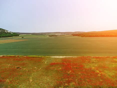 Large Field with red poppies and green grass at sunset. Beautiful field scarlet poppies flowers with selective focus. Red poppies in soft light. Glade of red poppies. Soft focus blur. Papaver sp