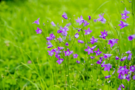 Big purple bellflower in the summer garden macro photography. Wildflowers with bright purple petals on a summer day floral poster for wall decor. Blossom campanula flower wall art poster.