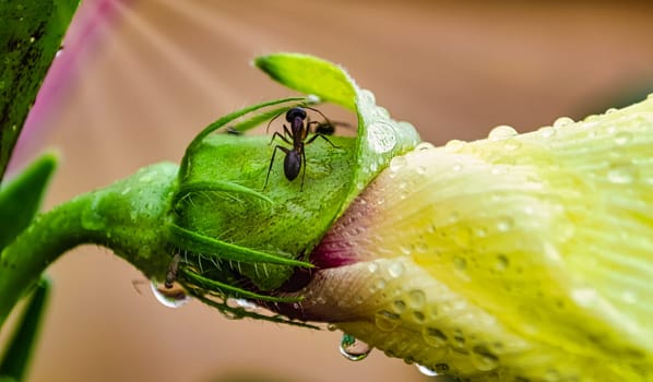 A busy and hardworking ant on an ocra flower perseveres through the rain.