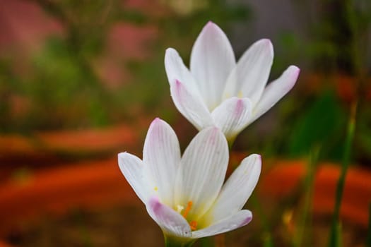 The image shows two Crocus Vernus flowers in full bloom in the spring season in Ranchi, Jharkhand, India. High-quality photo