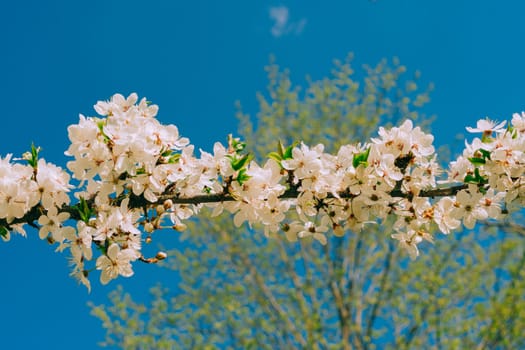 Spring cherry plum, flowering branch, against the blue sky.Selective focus