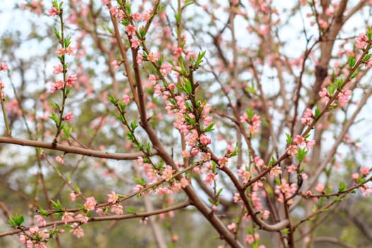 Branches of peach tree in the period of spring flowering in blurred background. Shallow depth of field. Selective focus on flowers.