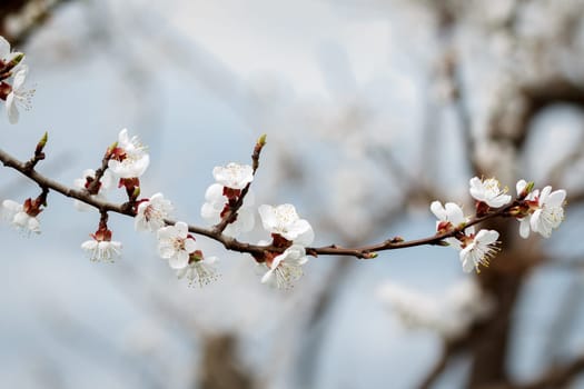 Branch of apricot tree in the period of spring flowering on blurred background. Selective focus on flowers.