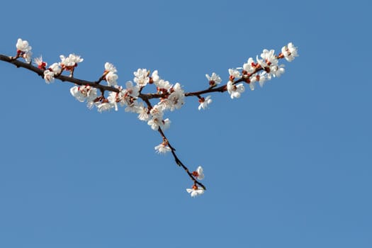 Branch of apricot tree in the period of spring flowering on blurred blue sky background. Selective focus on flowers.