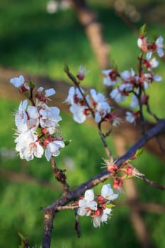 Close-up branch of apricot tree in the period of spring flowering on blurred natural background. Selective focus on flowers.