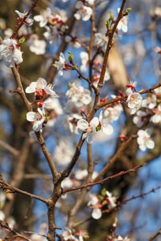 Branch of apricot tree in the period of spring flowering on blurred background. Selective focus