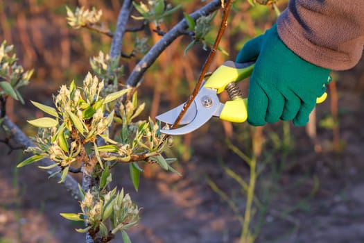 Female farmer look after the garden. Spring pruning of fruit tree. Woman with pruner shears the tips of pear tree.