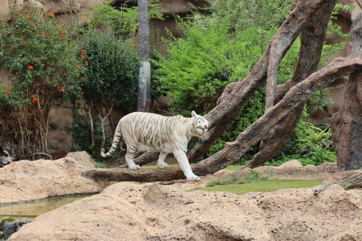 Tenerife, SPAIN White tiger at Loro Park, Loro Parque, Tenerife, Canary Islands, Spain