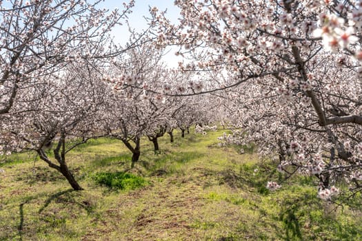 Large garden of white almond flowers, agriculture. Location for photo shoots