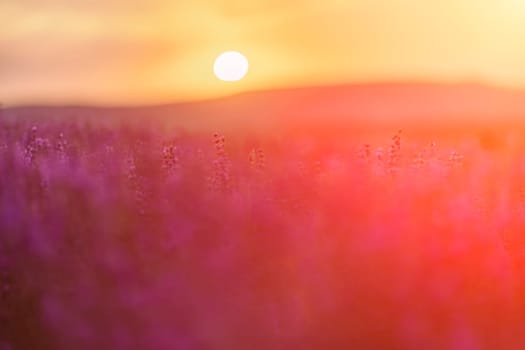 Blooming lavender in a field at sunset in Provence. Fantastic summer mood, floral sunset landscape of meadow lavender flowers. Peaceful bright and relaxing nature scenery