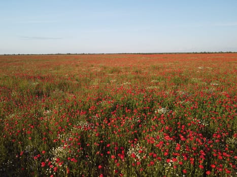 Red poppies field. Aerial view on large field of red poppies and green grass at sunset. Beautiful field scarlet poppies flowers in motion blur. Glade of red poppies. Papaver sp. Nobody