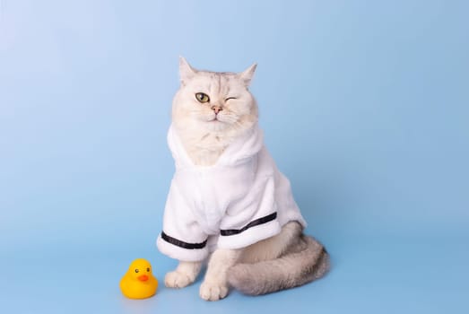A cute white cat is sitting in a white coat, on a blue background, next to a yellow rubber duck, looking at the camera, winking.Copy space