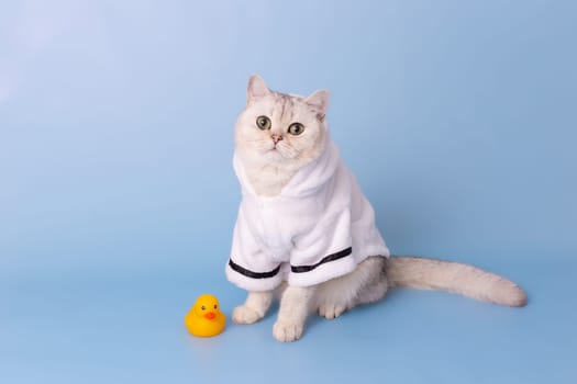 Beautiful white cat is sitting in a white bathrobe, on a blue background, next to a yellow rubber duck, looking at camera. Copy space