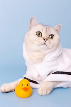 Adorable white cat lie in a white bathrobe, on a blue background, next to a yellow rubber duck, looking away. Vertical. Copy space