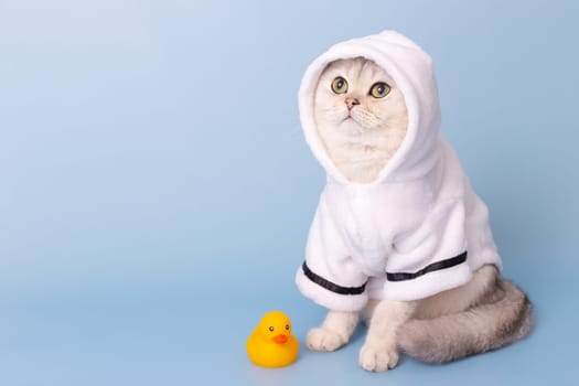 A charming white cat is sitting in a white robe with a hood, on a blue background, next to a yellow rubber duck after bathing, looking to the side, up. Copy space