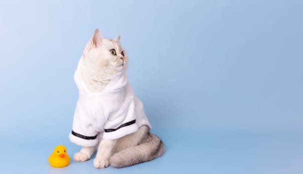 Wide banner with adorable white cat is sitting in a white bathrobe, on a blue background, next to a yellow rubber duck, looking away. Copy space