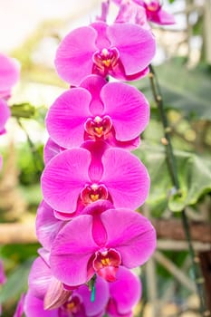 Close up of purple orchids, beautiful Phalaenopsis streaked orchid flowers (selective focus)