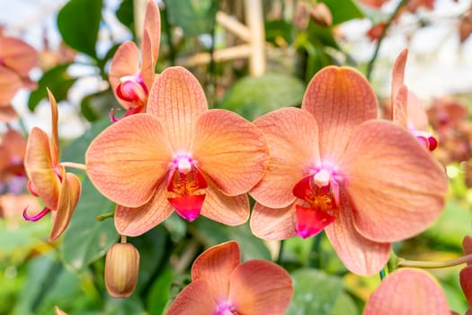 Beautiful orchid in public garden at northern of Thailand