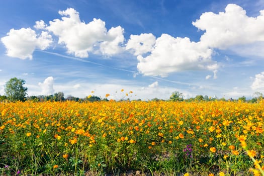Yellow colour cosmos flowers field with blue sky are most favorite planted in Thailand.