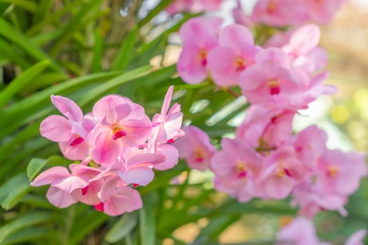Close up of pink orchids.