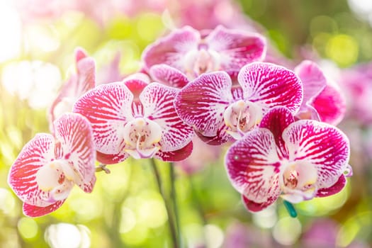 Beautiful pink blooming orchid flowers in macro.