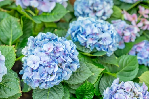 Close-up of blue and purple Hydrangea flowers in Denmark. Selective focus