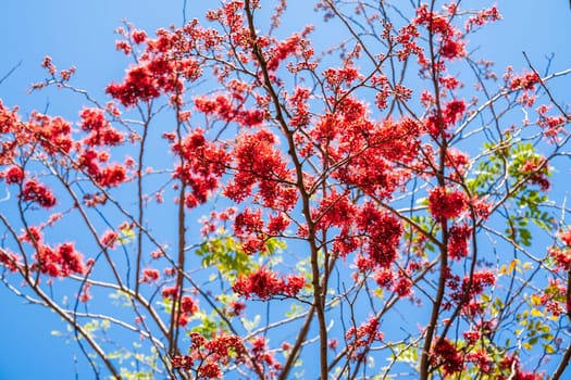 Selective focus red flower of Monkey Flower Tree, Fire of Pakistan (Phyllocarpus septentrionalis Donn. Smith) bloom on tree in the garden on blue sky background.